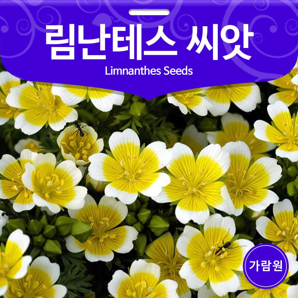 림난테스 씨앗 계란 프라이꽃 종자 꽃씨 꽃씨앗 씨 30알