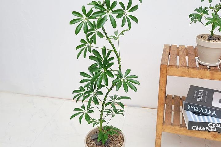 홍콩야자 S수형 쉐프렐라 공기정화식물