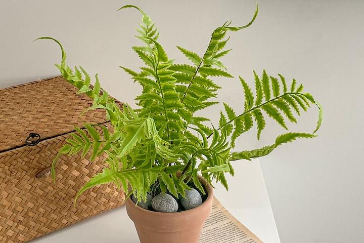 싱그러운 보스톤고사리 조화 황토화분