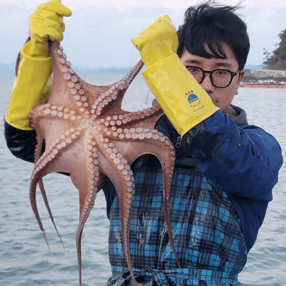 고흥 우두어장 돌문어 (자연산)