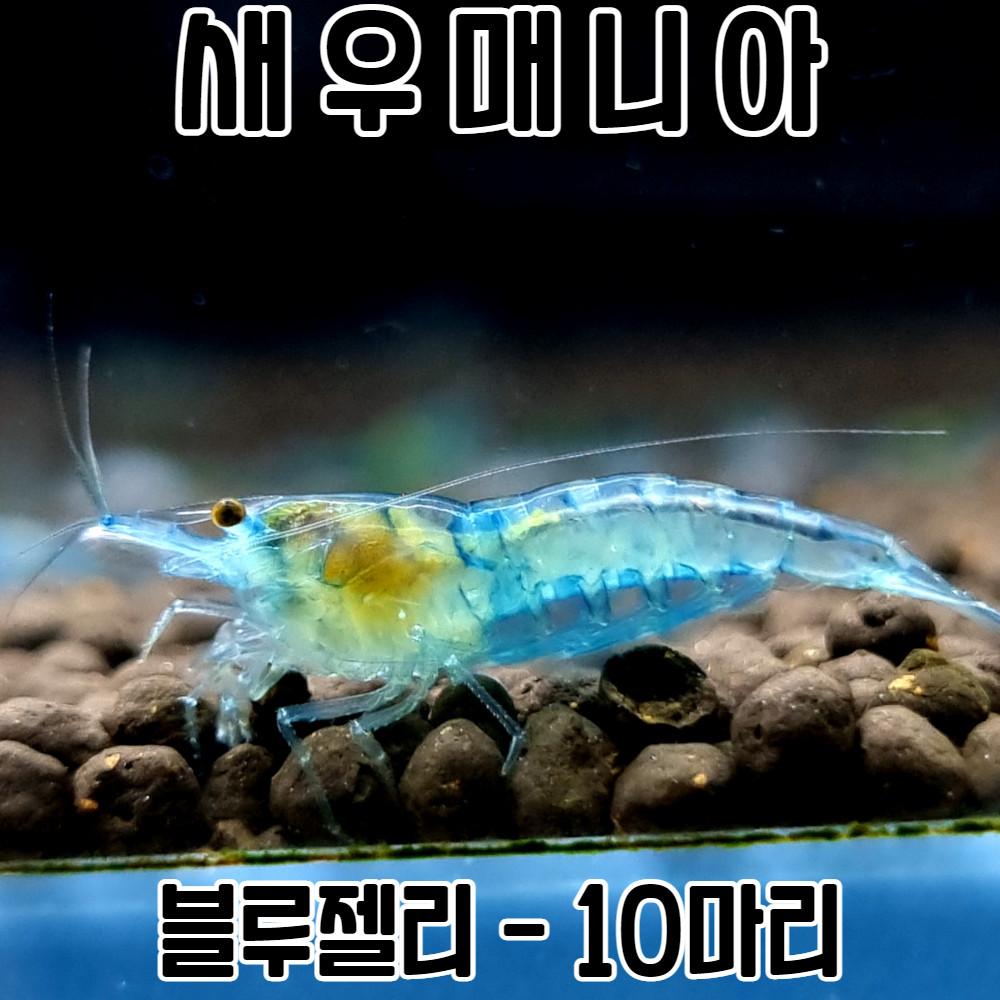 관상용새우 블루젤리 새우 10마리 / 생이 새우키우기
