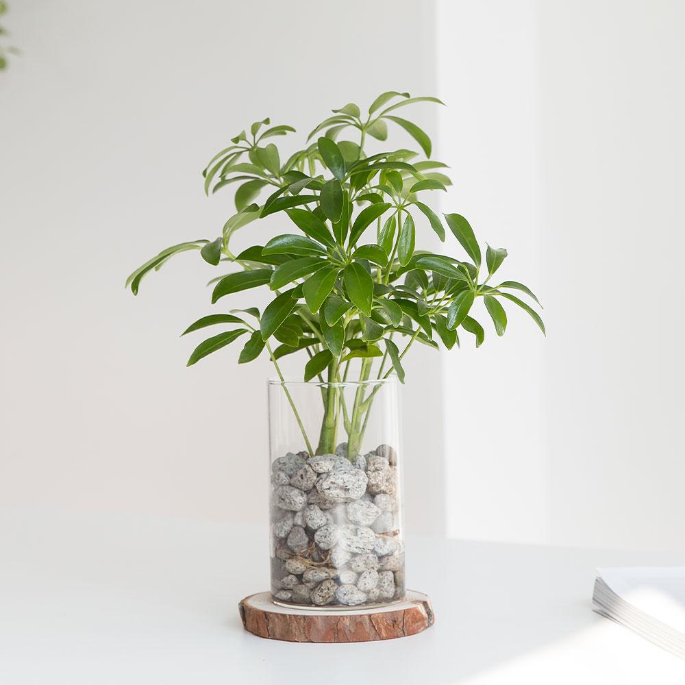 [수경재배식물 화분] 공기정화식물 "홍콩야자 펄라이트 수경식물 SET" 선물 식물 배달