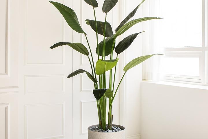 리얼퀄리티 핸드메이드 극락조 조화화분세트 5sizes