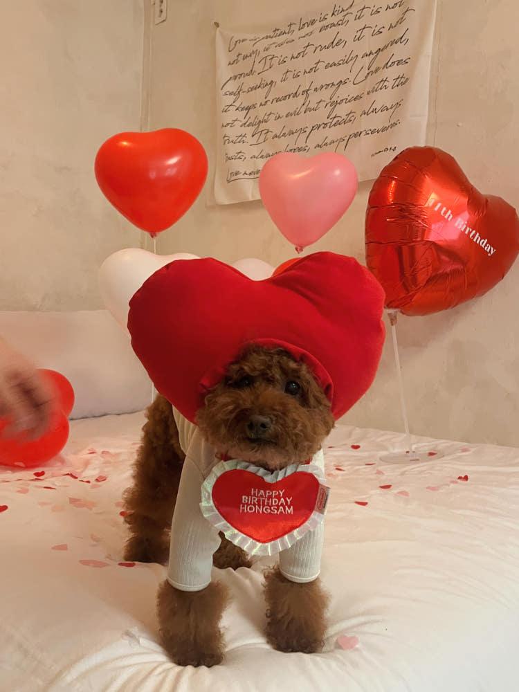 10차 heart heart series_ heart bib❤ 하트빕 강아지 도그빕 생일아이템