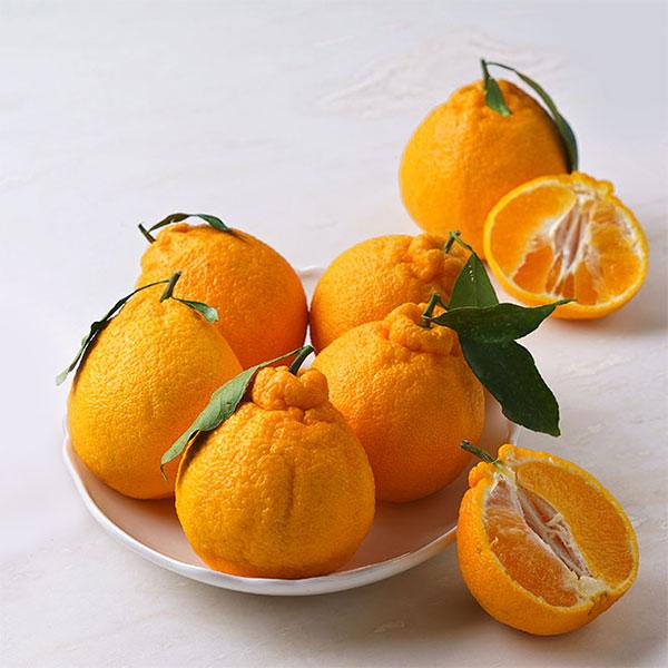 GAP*제주 한라봉1.2kg(5-8입)