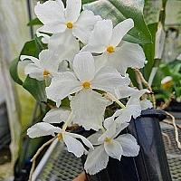 [하와이꽃집] 초특가에 난리남 덴드로비움 파메리3Lip : 기타 서양란 - 엑스플랜트