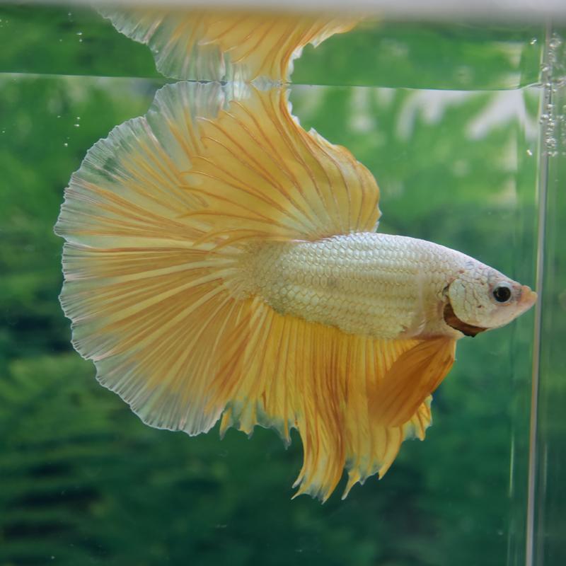 [457] 하프문 베타 숫컷 [사진촬영실물]