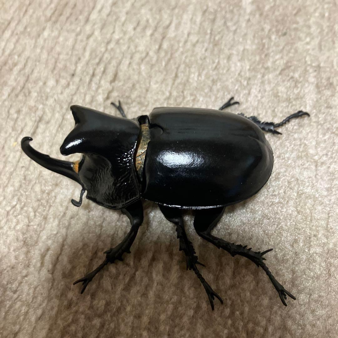 日本今年初のカブトムシ 全然値下げします！