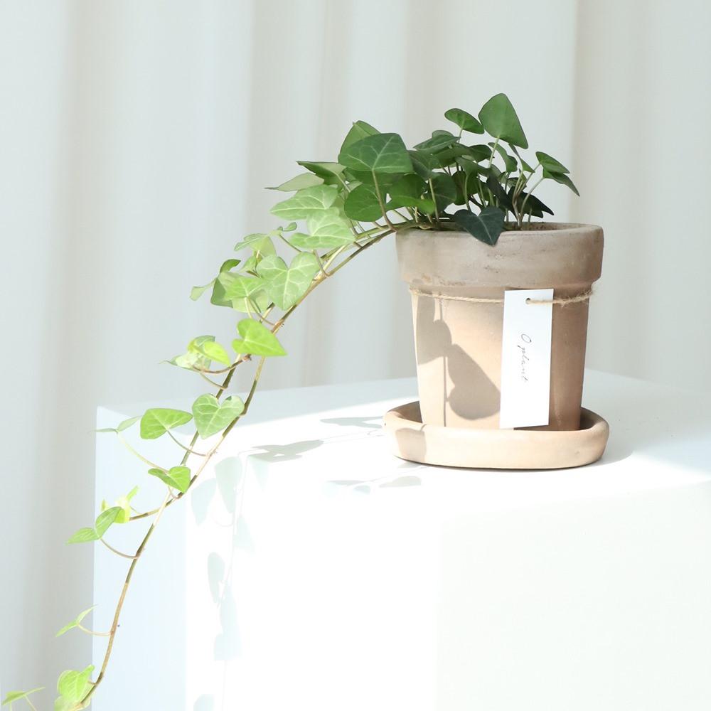 하트아이비 소형 이태리 토분 화분 공기정화식물