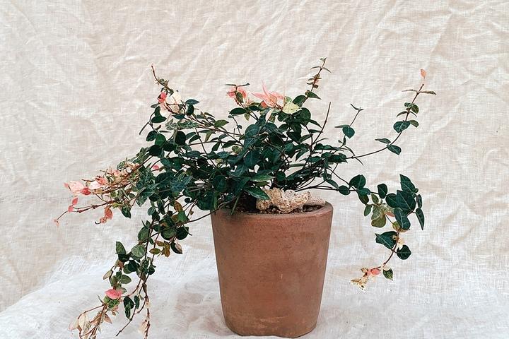 오색 마삭줄_토분 6type