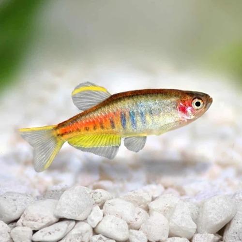 글로라이트 다니오