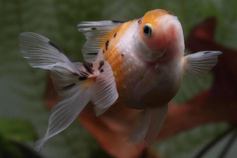 삼색 빈금 [1마리]