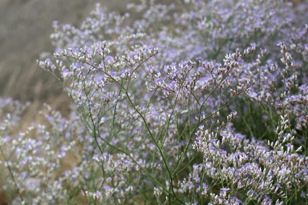 리모늄 라티폴륨 (Limonium latifolium) 모종 : 도개화원