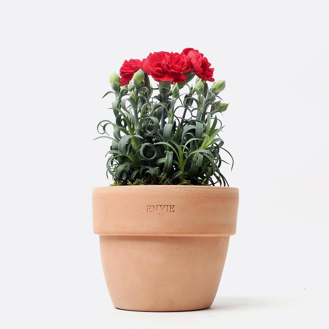 생화 카네이션 화분(레드) 어버이날 스승의날 감사 꽃