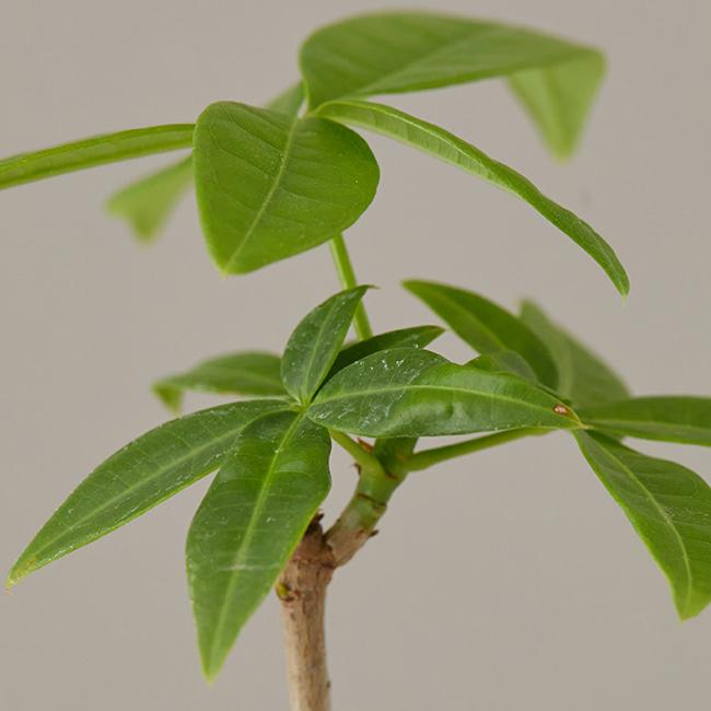 파키라-Glass bottle 5종