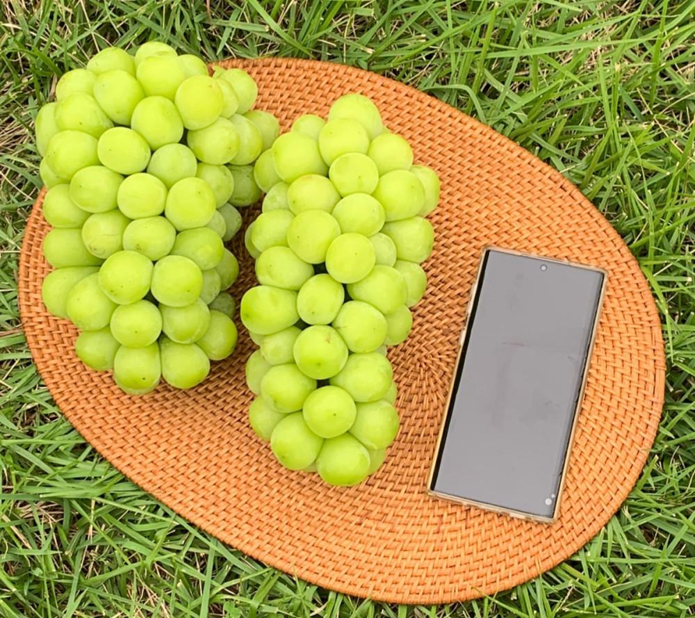 고당도 수출용 프리미엄 샤인머스켓 2kg 망고포도 선물세트 [원산지:국산(경상북도 김천시)]