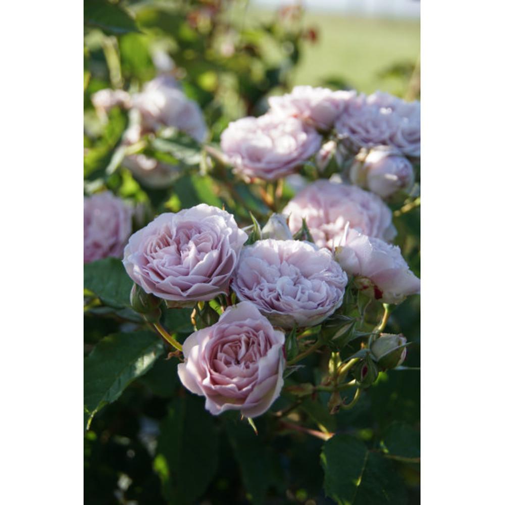 프랑스장미/플로랑스 드라트르(Florence Delattre)/기요장미(Guillot))/덩굴