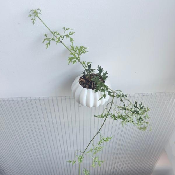 상록으아리 50cm