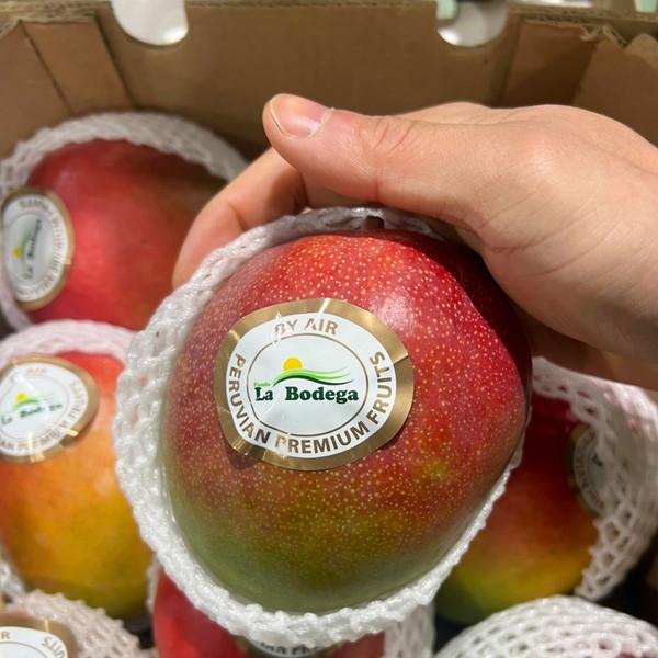 ★특가★ 쫀득쫀득 달달함이 가득한 페루 애플망고 2kg / 4kg 내외