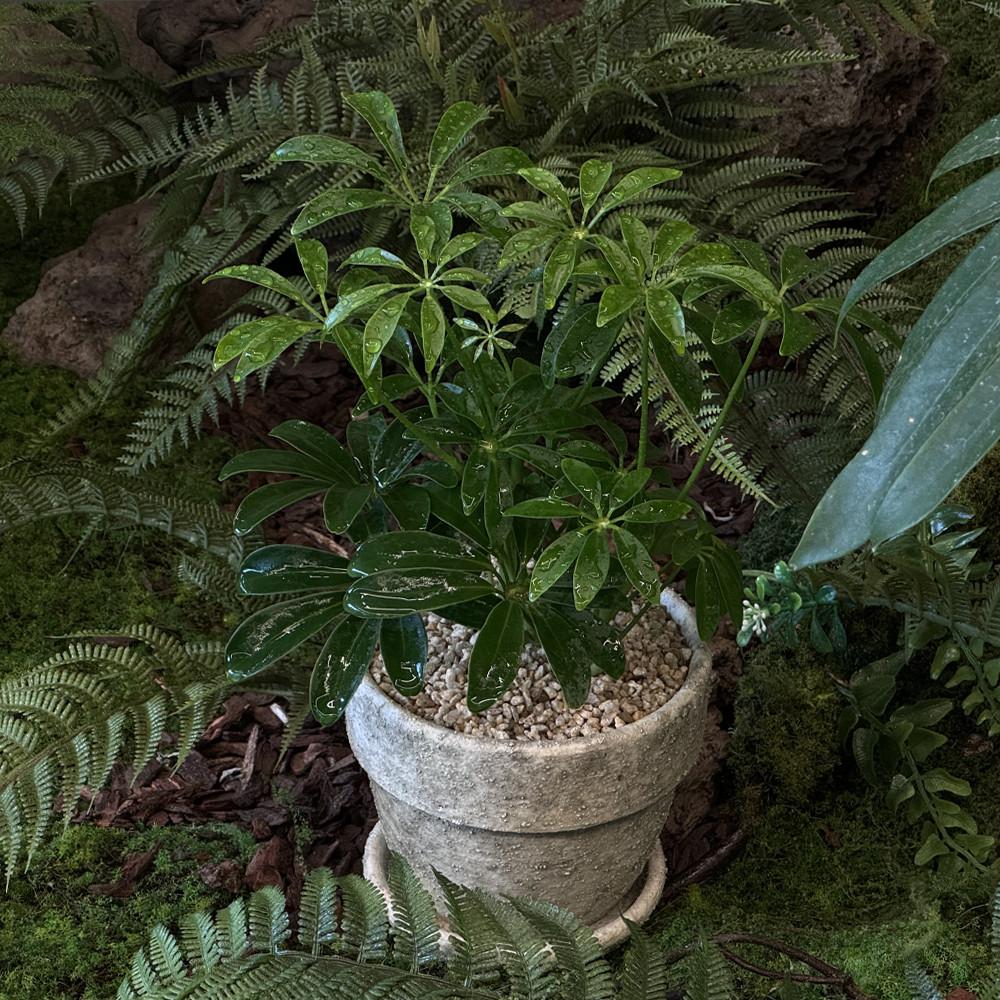 풀집 홍콩야자 베트남토분 테이블 데스크테리어 사무실 키우기 쉬운 식물