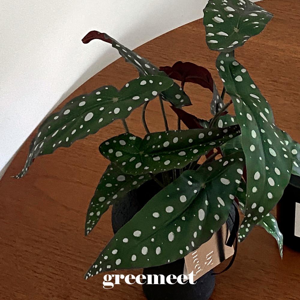 그리밋 리얼플랜트 베고니아 마큘라타 생화같은조화 인조 조화나무 인테리어조화