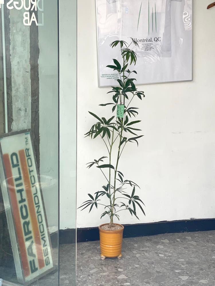 [사진속동일식물배송] 대나무 홍콩야자 높이 130선 오렌지 유약도기화분 세트