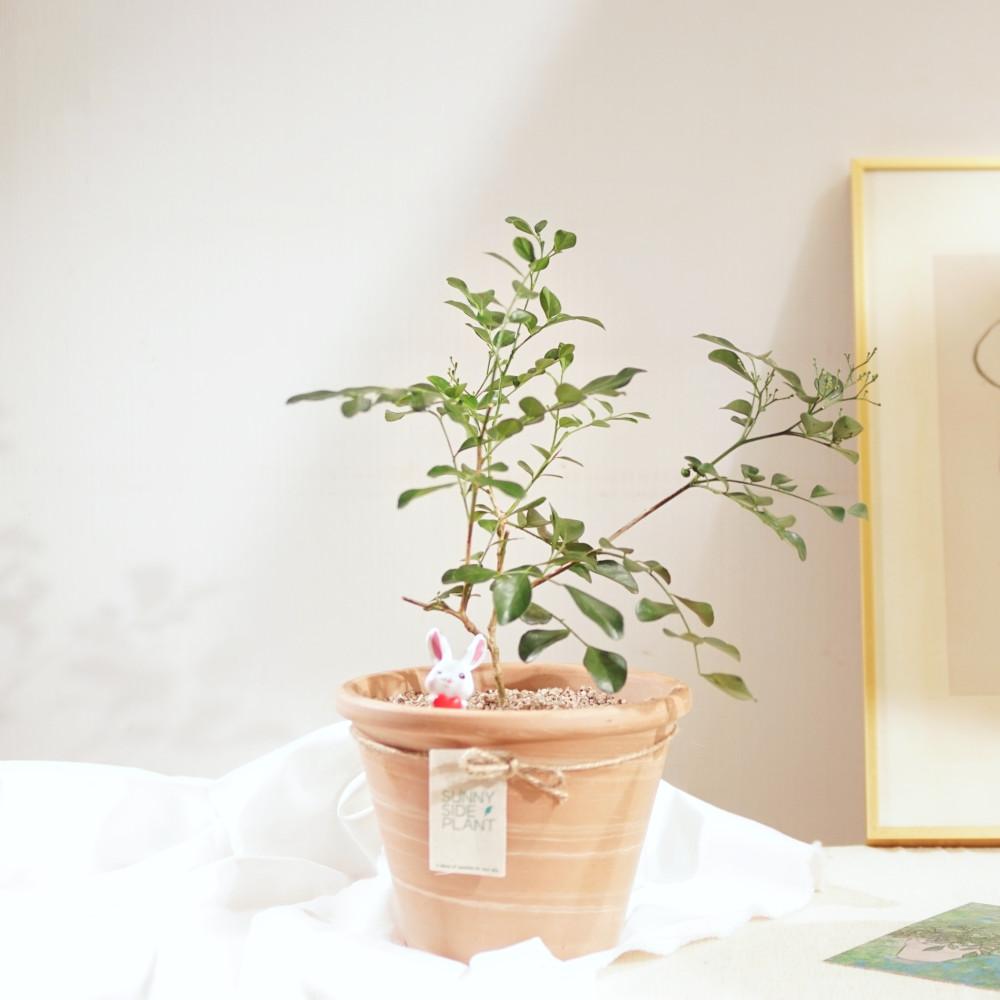 오렌지자스민 화분 세트 향기나는 꽃과 열매 맺는 식물 화분 집들이 개업축하 선물 5월꽃