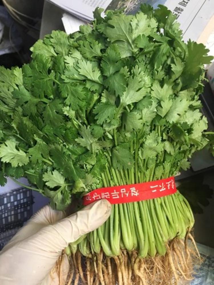 뿌리까지 살아있는 고수나물 300g 고수풀