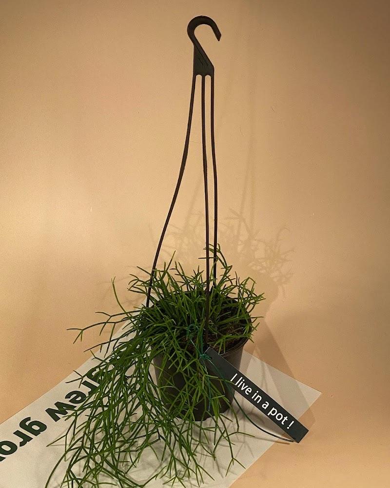 립살리스 카스타