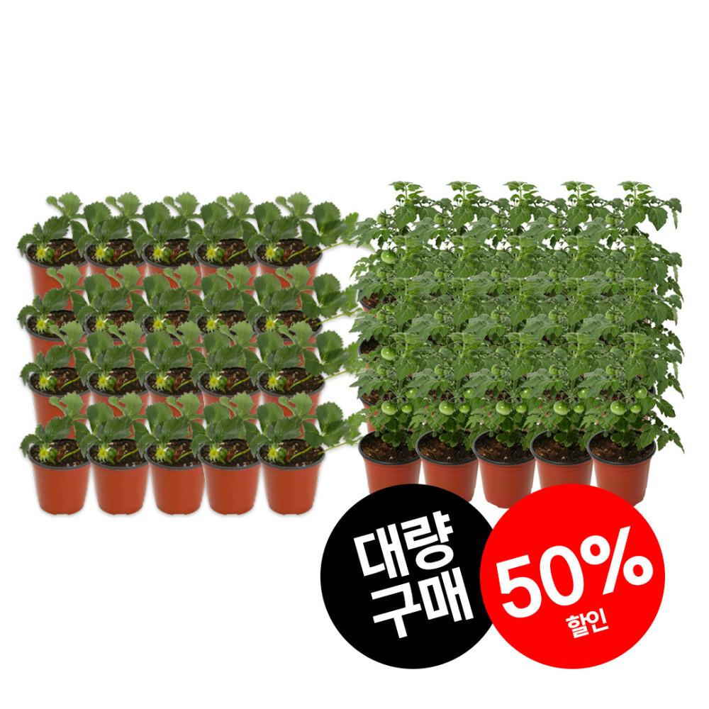[재배의 정석] 방울 토마토 딸기 모종 20개 트레이 세트 텃밭 체험 키우기