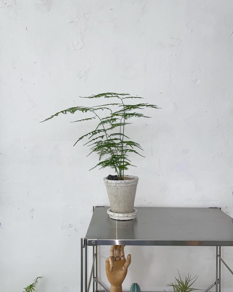 키우기쉬운 아스파라거스나누스 플렌테리어 인테리어식물 미니식물 탁상용 와인잔화분