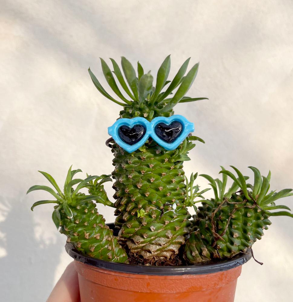 다육이 선인장 다육 식물 종류 화분 파인애플선인장 키우기 미니 괴마옥 소 선글라스