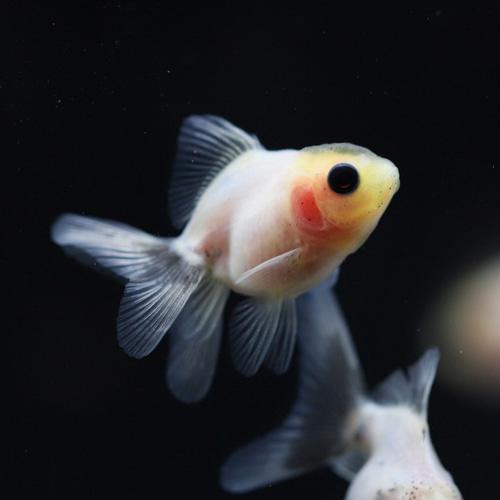 먹눈 밀크 오란다 2-3cm 전후