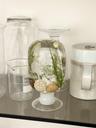 Herbarium - Asparagus