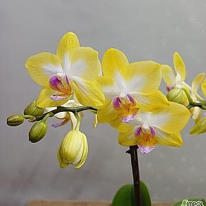 호접란스위트걸2개묶음