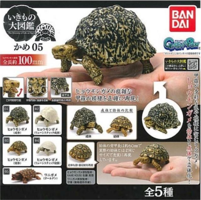 반다이 생물도감 거북이 5탄(5종) 선택가능