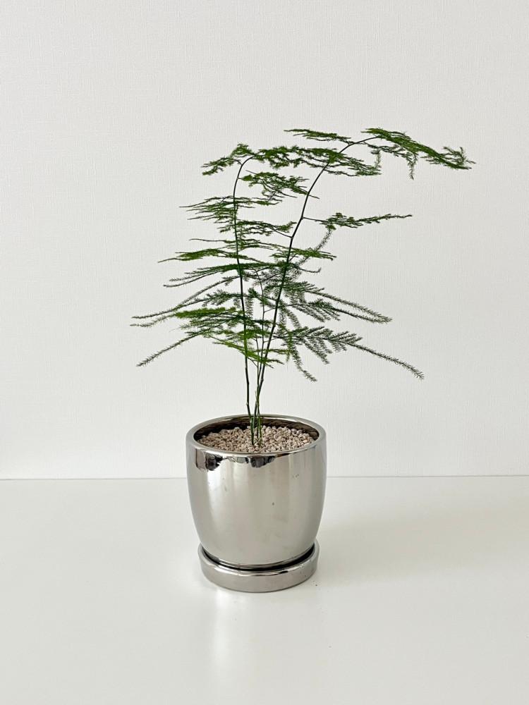 아스파라거스 나누스 실버팟 세트 공기정화식물 플랜테리어 개업화분 개업식물 집들이선물