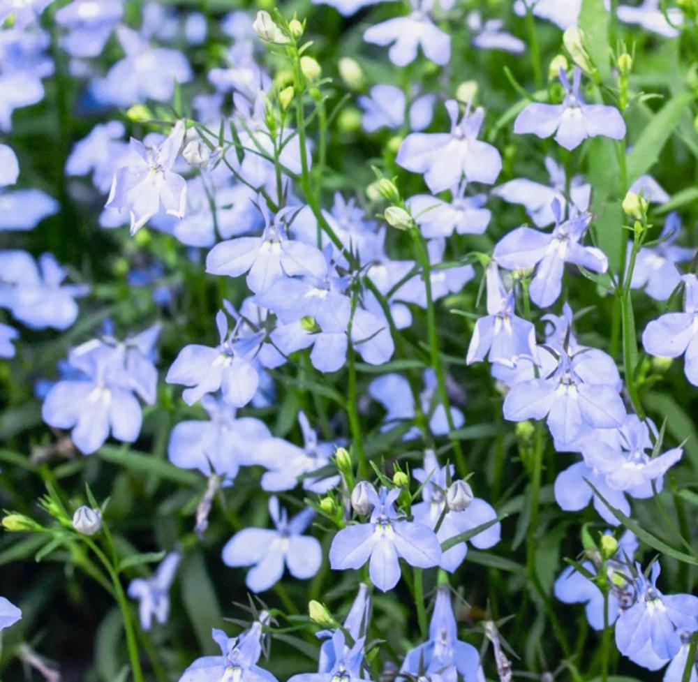로벨리아 캠브리지 블루 (Lobelia Cambridge blue) 모종 : 도개화원