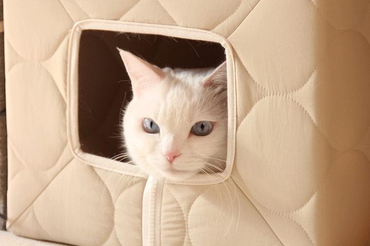 고양이 누빔숨숨집