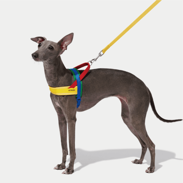 [PETFAIR] 크로마 하네스 리드줄 세트, Yellow (뉴욕현대미술관 콜라보)