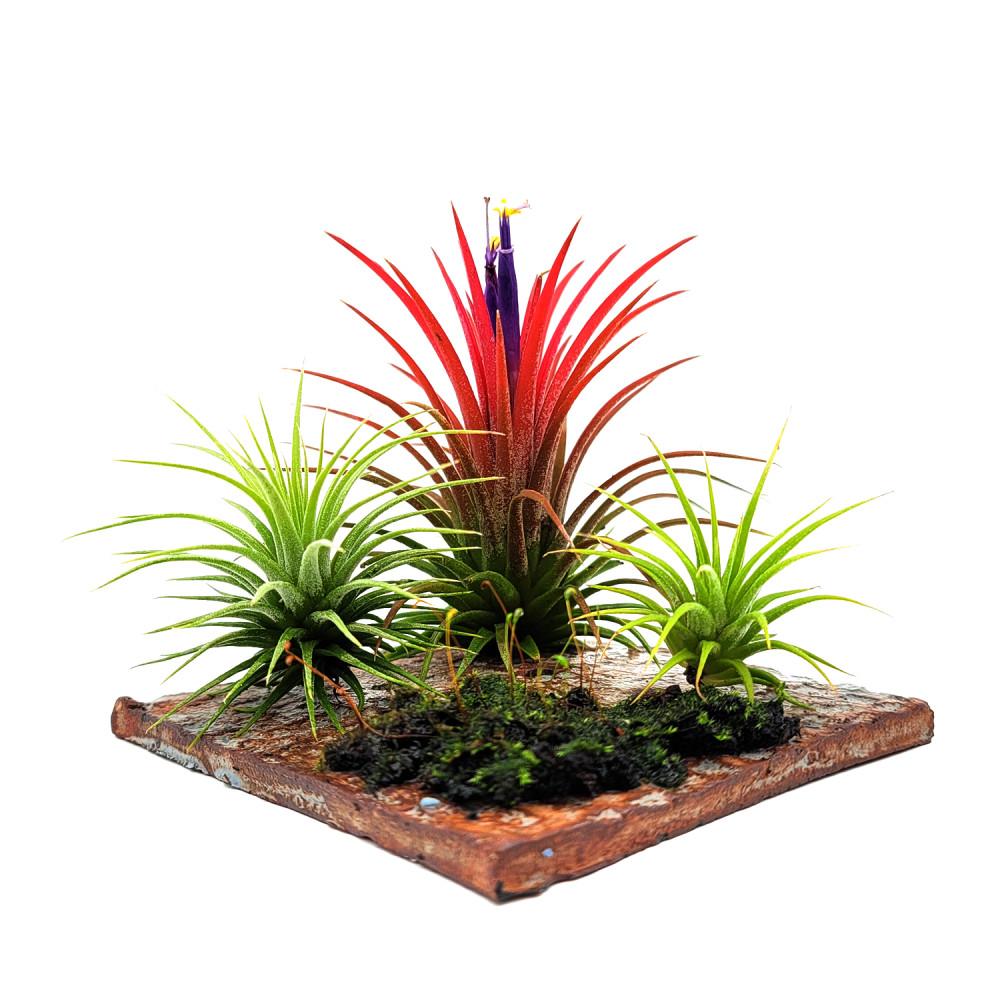 틸란드시아 이오난사 공기정화식물 플랜테리어