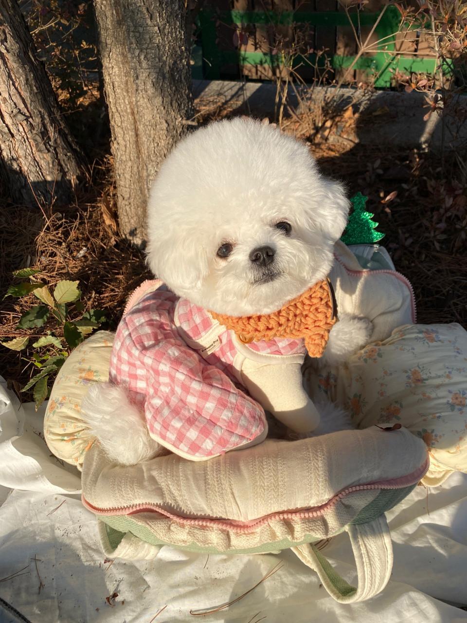 강아지 고방체크 누빔 조끼 올인원 원피스s