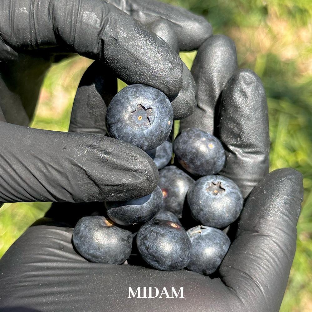 국내산 점보 사이즈 생 블루베리