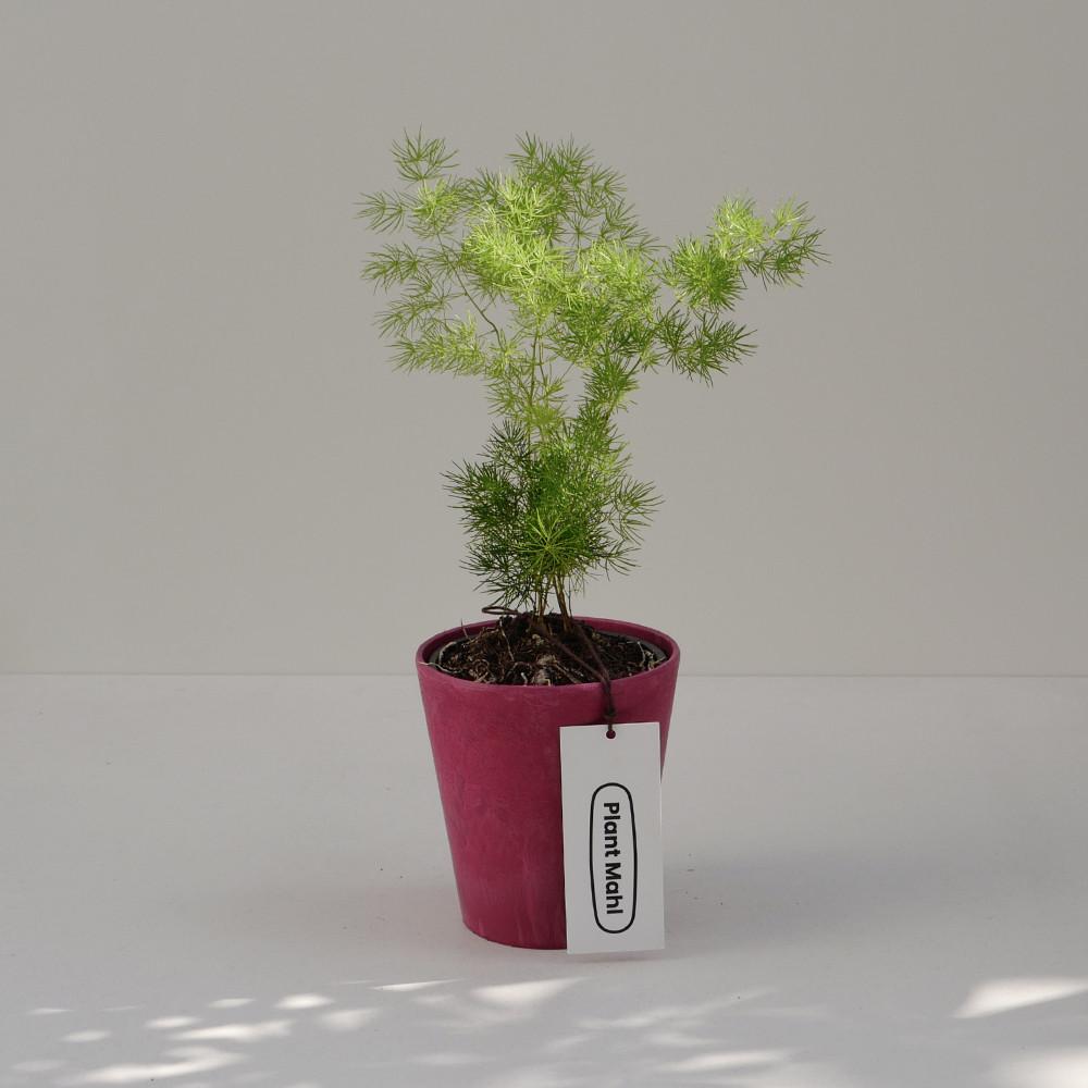 아스파라거스 미리오클라두스 플랜테리어 선물식물 화분세트