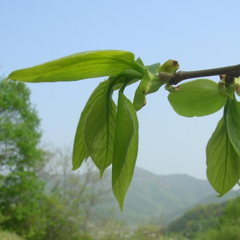 국내산 유기농 어린새순 감잎차