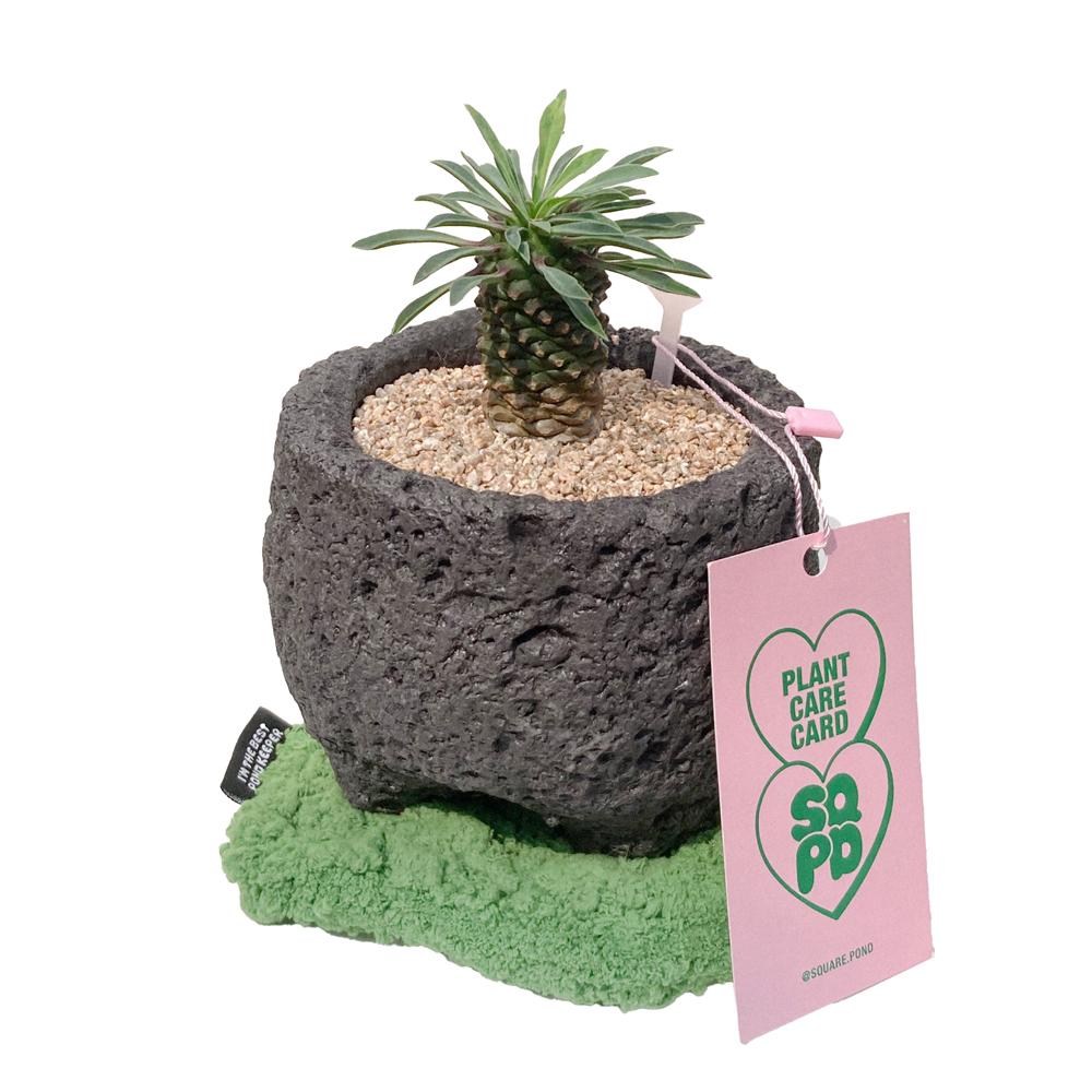 괴마옥 & 이끼코스터 SET