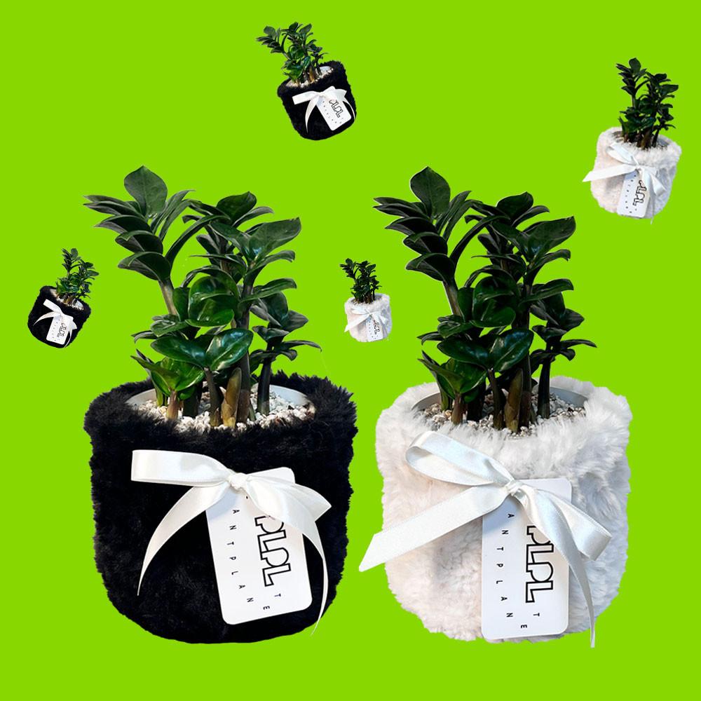 특별한 보석금전수 돈나무 SNOW POT SET/ 개업 집들이 화분 키우기쉬운식물