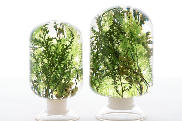 [5%쿠폰] 피스오브타임 pieces of time - 워터플랜트