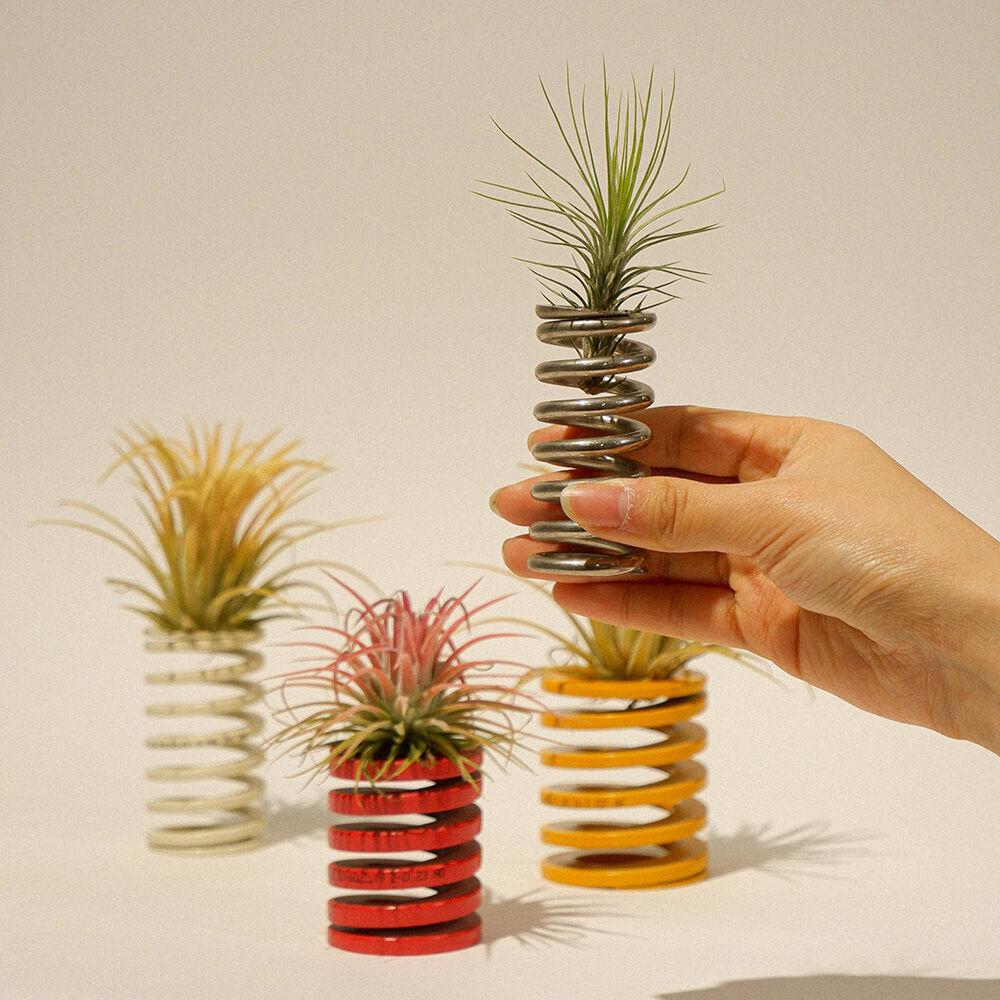 [내추럴리내추럴] Spring spring Mini