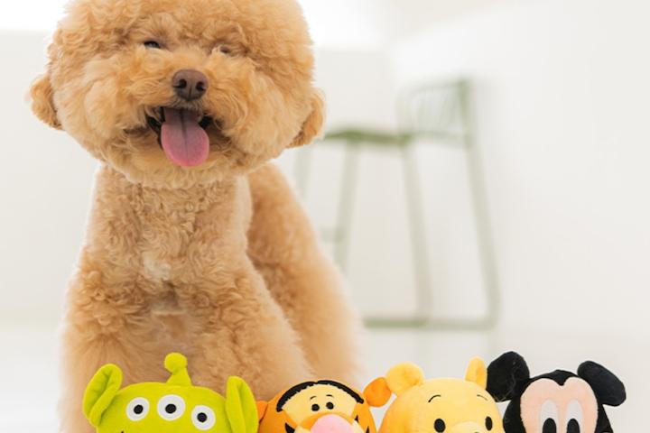 댄 강아지 삑삑이 장난감 디즈니 슬리퍼